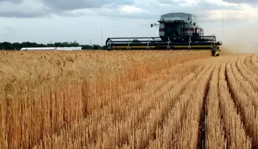 trigo-argentino