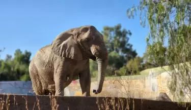 Elefanta Kenya