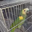 Rescataron a animales silvestres de una red de tr�fico y tenencia ilegal