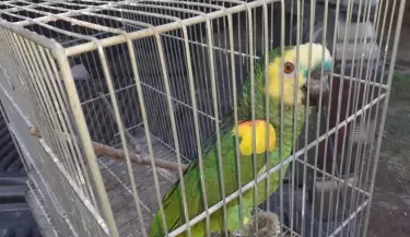 Tr�fico ilegal de animales