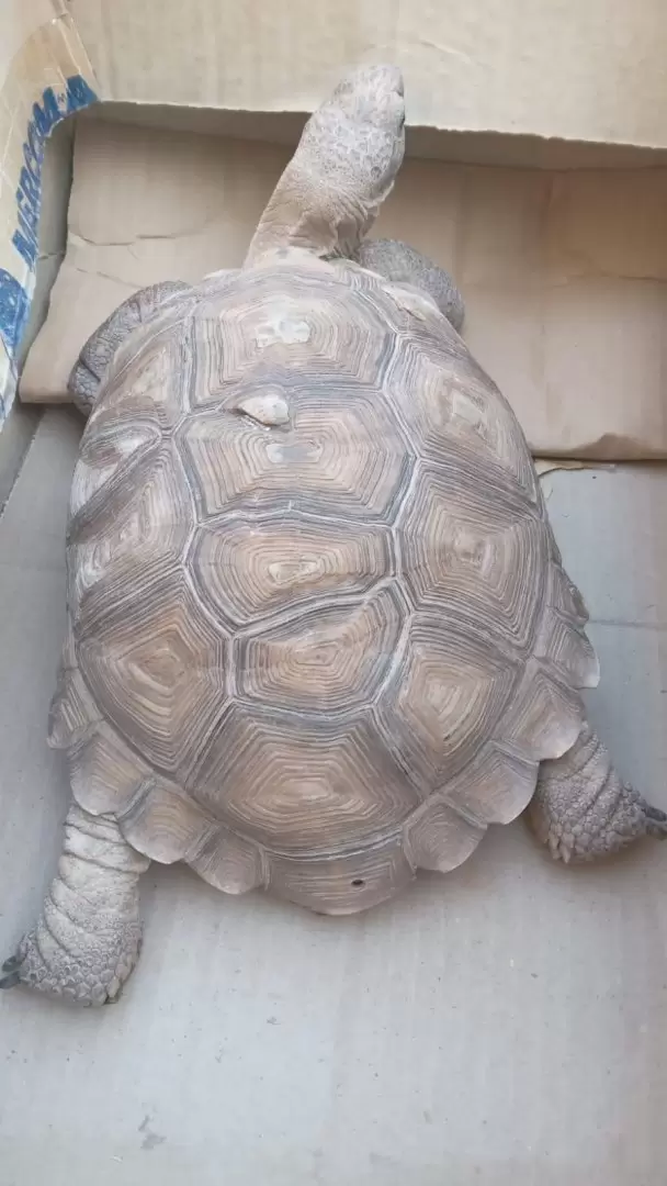 Tráfico ilegal de animales