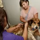Operativo Mascotas: vacunación y desparasitación gratuita en Godoy Cruz