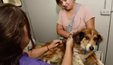 mascotas