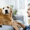 �Est� mal tratar a las mascotas como si fueran hijos? Expertos alertan sobre los riesgos para su salud emocional