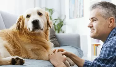 perros due�os