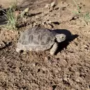 Reinsertaron tortugas terrestres y cardenales rescatados del cautiverio en el sur mendocino