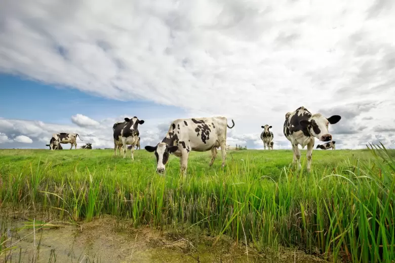 vacas