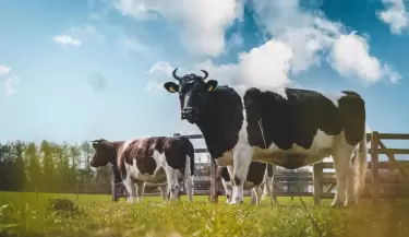 vacas