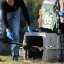 Reinsertan aves rapaces en Alvear e impulsan campa�as para proteger a la fauna nativa