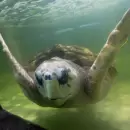 El tortugo Jorge avanza en su traves�a: ya recorri� 500 kil�metros y lleg� a Uruguay