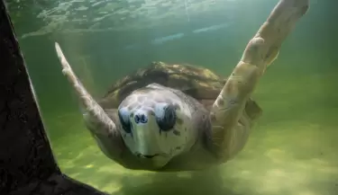 tortugo jorge