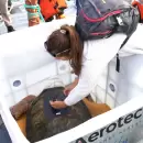 C�mo funciona la tecnolog�a satelital que permitir� monitorear al tortugo Jorge en el mar