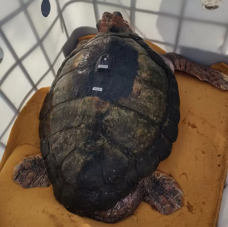 tortugo jorge