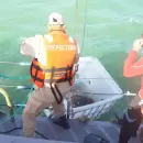 El tortugo Jorge volvió al océano, tras 38 años de cautiverio en Mendoza y Mar del Plata