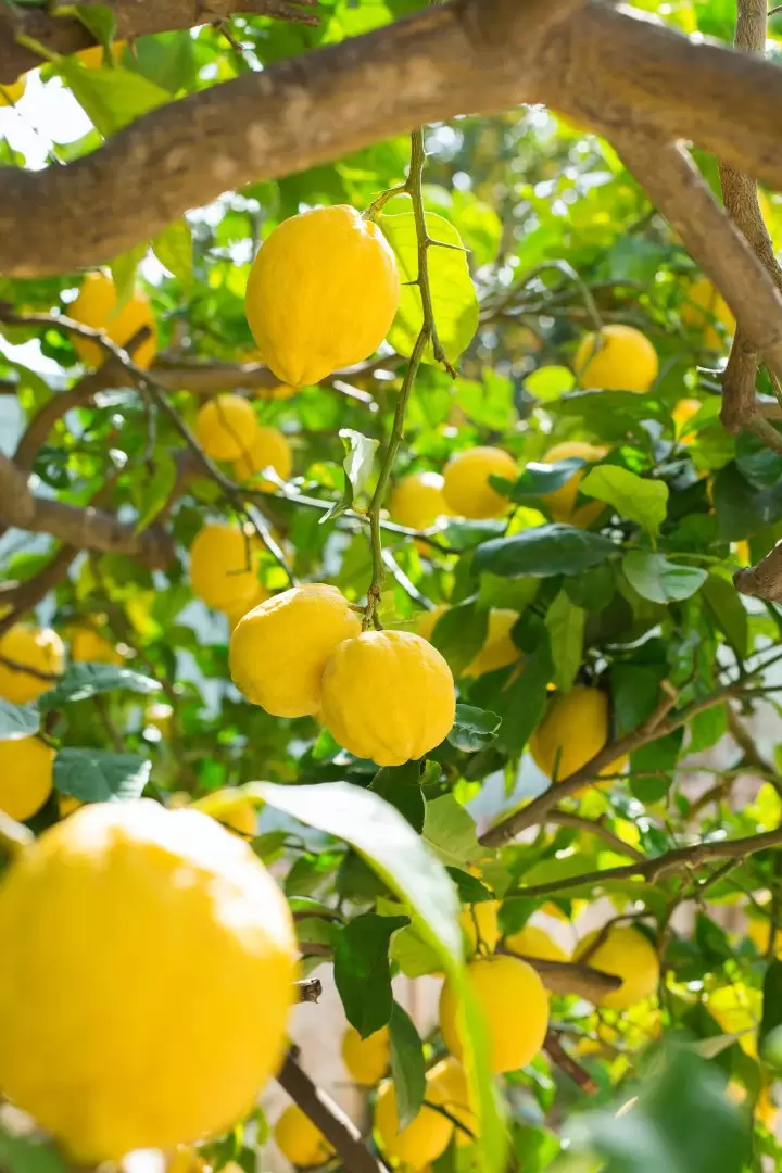 limonero - limón - limones