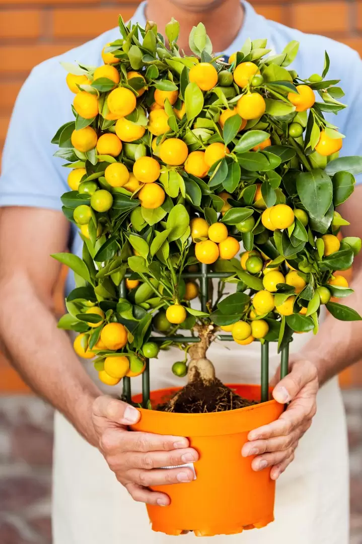 limonero - limón - limones
