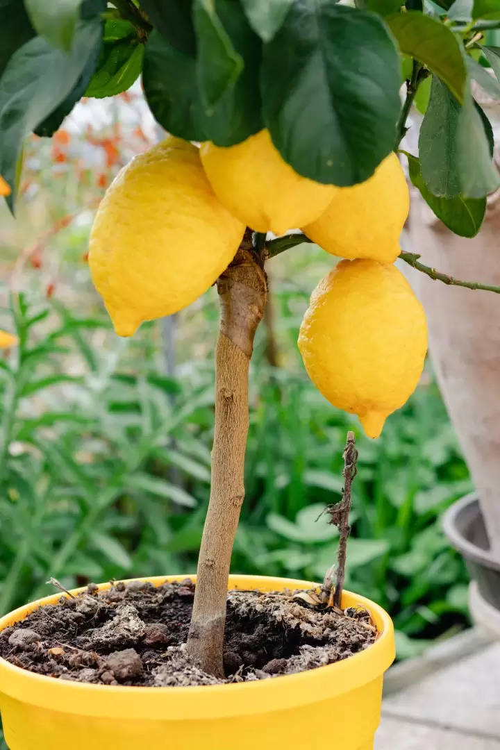 limonero - limón - limones