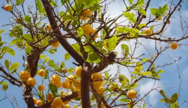 limonero - lim�n - limones