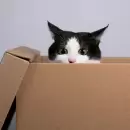 Confirmado: la explicación científica del por qué las cajas son el "juguete" favorito de los gatos