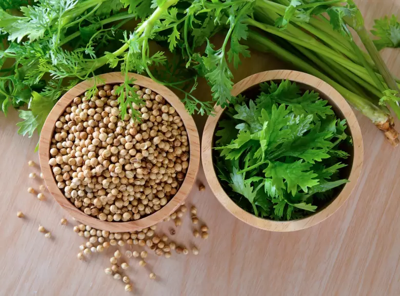cilantro