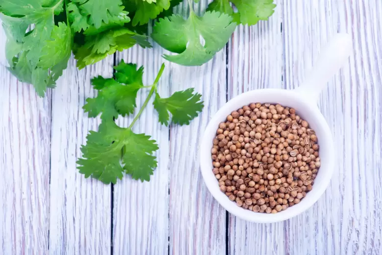cilantro