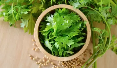 cilantro