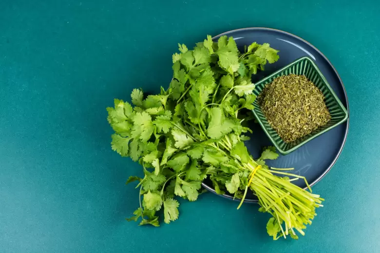 cilantro
