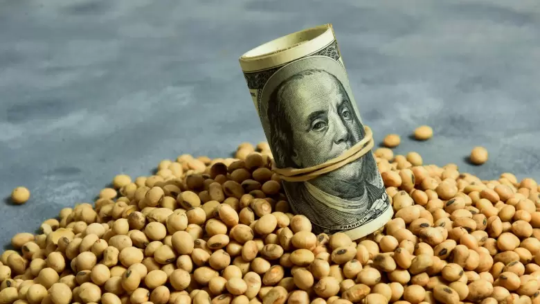 dolar granos