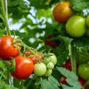 Festival del Tomate en Casa Vigil: fecha, precios y actividades del evento