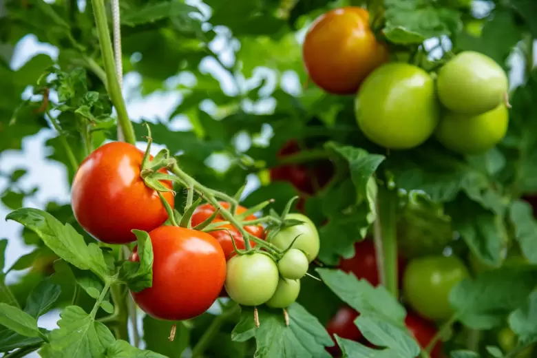 planta de tomates