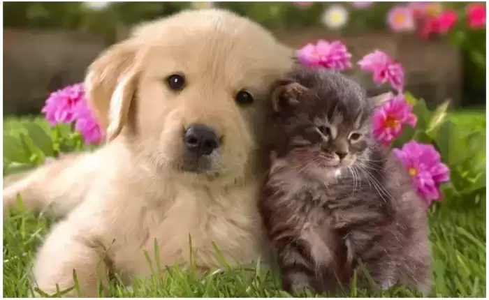 perro y gato