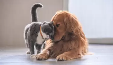 gatos y perros amigos
