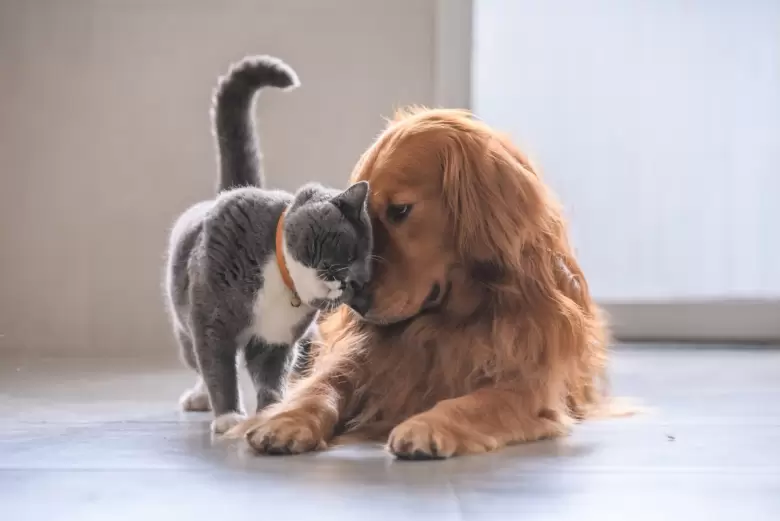 gatos y perros amigos