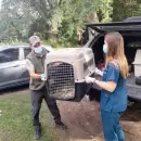 Trasladan a Santa Fe animales rescatados en Mendoza para su rehabilitación y futura liberación