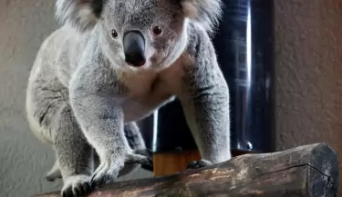 Koalas