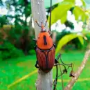 Alerta por plaga en Uruguay: el insecto da�ino que mata palmeras y que Argentina busca mantener lejos
