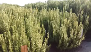 plantaci�n de romero en argentina