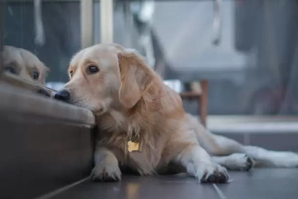 Perro