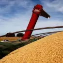 Alerta por la caída de los dólares del campo: prevén menores ingresos en 2026