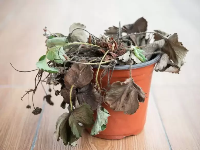 planta