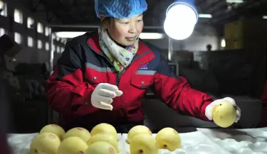 Peras chinas en Argentina