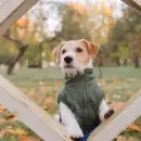 �Ba��s a tu perro en invierno? Esto es lo que deb�s saber