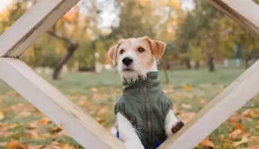 Cu�ntas veces ba�ar a mi amigo perruno durante invierno.