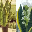 La planta que cura y no exige