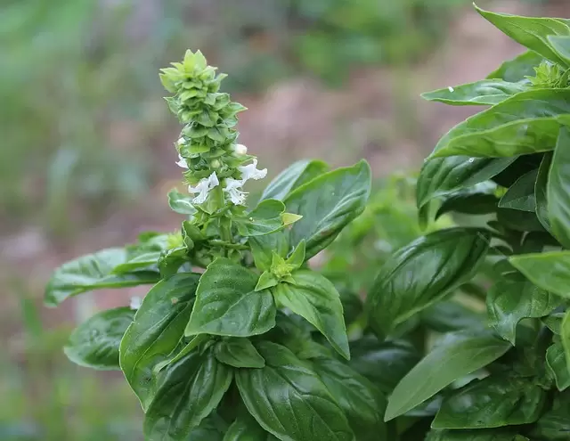 albahaca