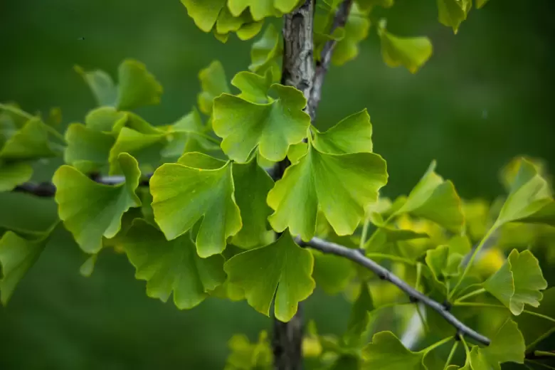ginkgo biloba