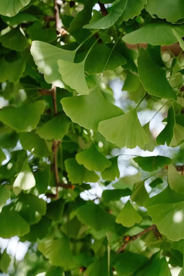 ginkgo biloba