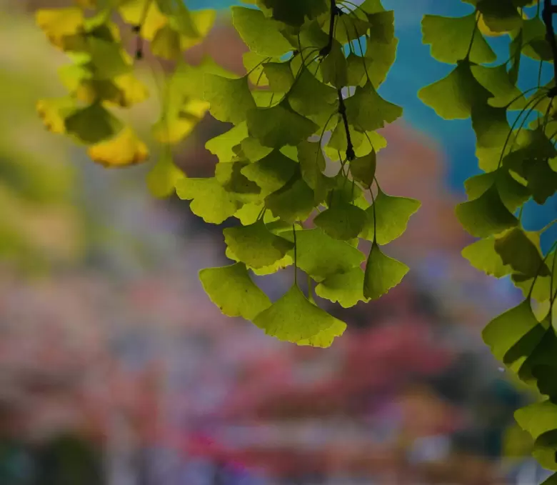 ginkgo biloba