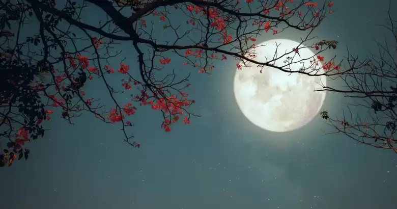 luna llena flores