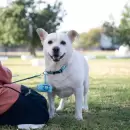 Charlas gratuitas sobre mascotas: todo lo que hay que saber antes de la Maratón Animal 2025